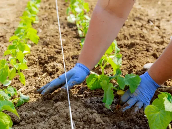 przygotowanie grządki pod ogórki gruntowe