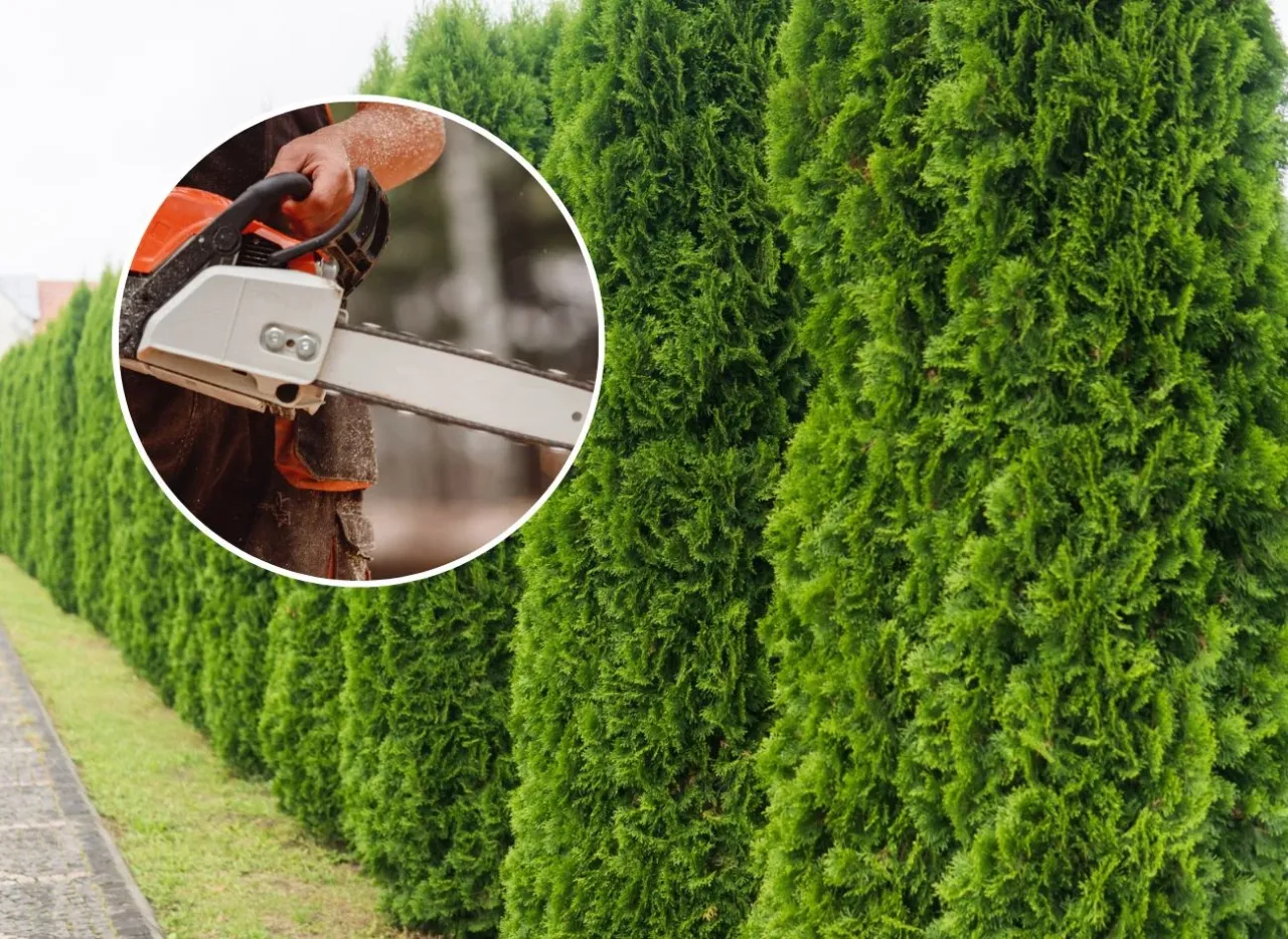 tuja olbrzymia drzewo