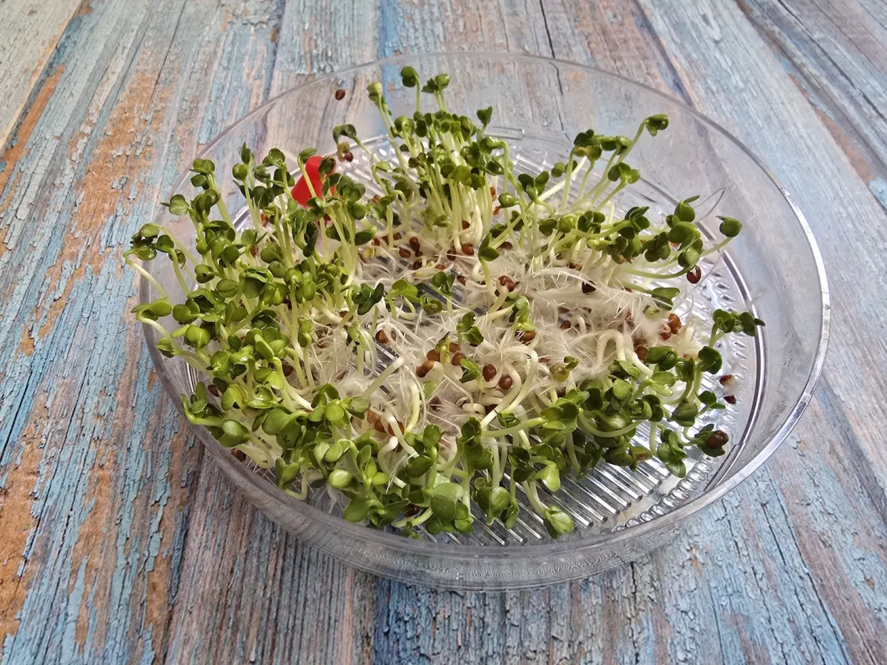 kiełki superfood zagrożenia