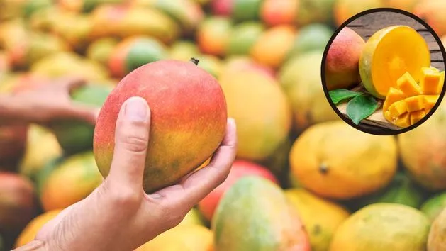 Jak wybrać dojrzałe mango grafika