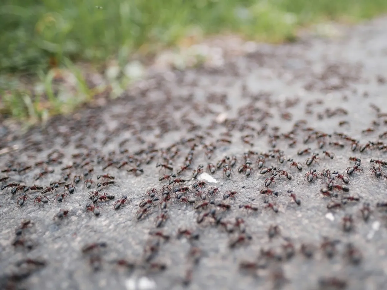 skuteczne preparaty chemiczne na mr&oacute;wki w ogrodzie