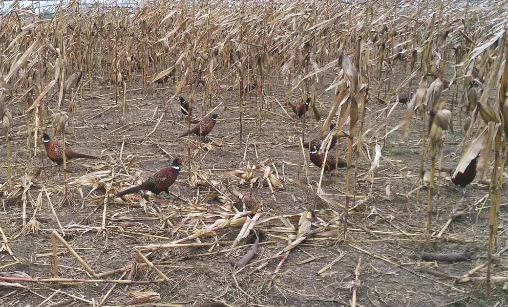 Bażant żerujący w naturalnym środowisku