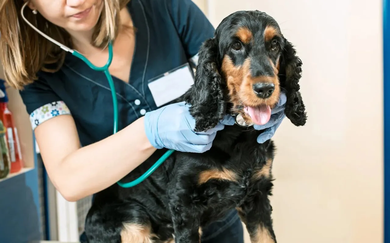 pies u weterynarza, profilaktyka psa