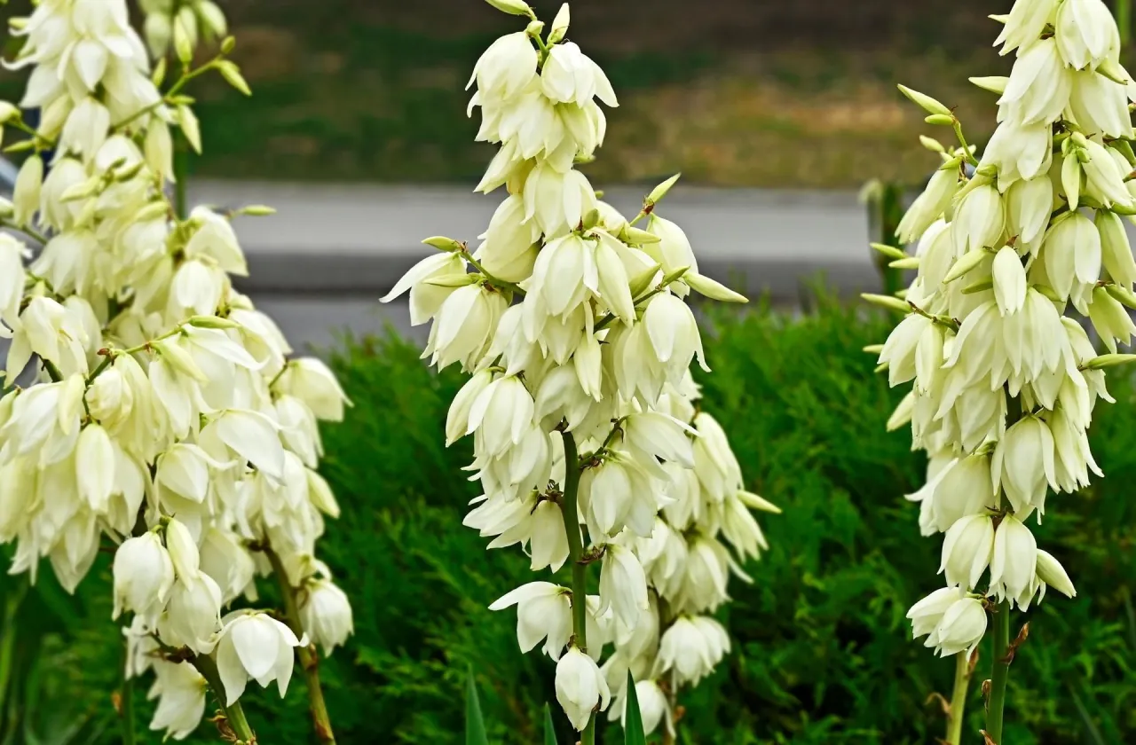 juka ogrodowa po przekwitnięciu