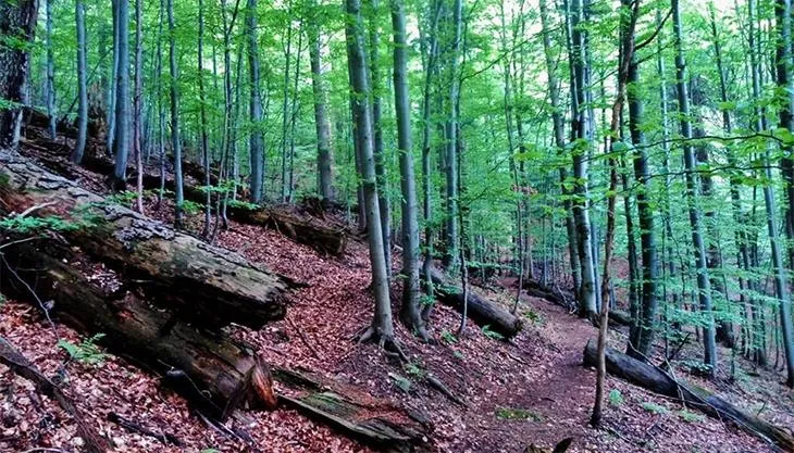 Rezerwat Śrubita starodrzew buk jodła