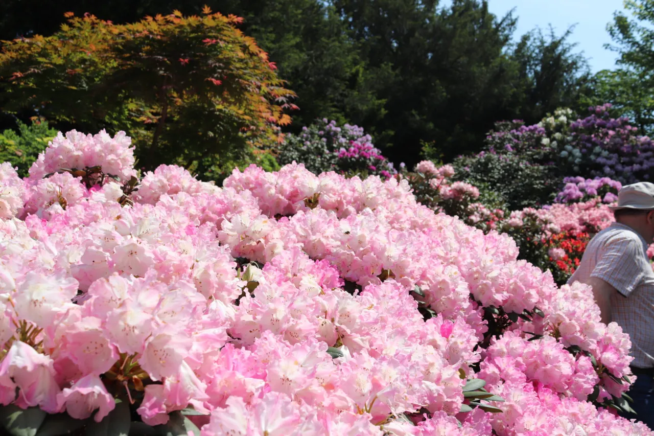 Arboretum Wojsławice wiosna r&oacute;żaneczniki azalie
