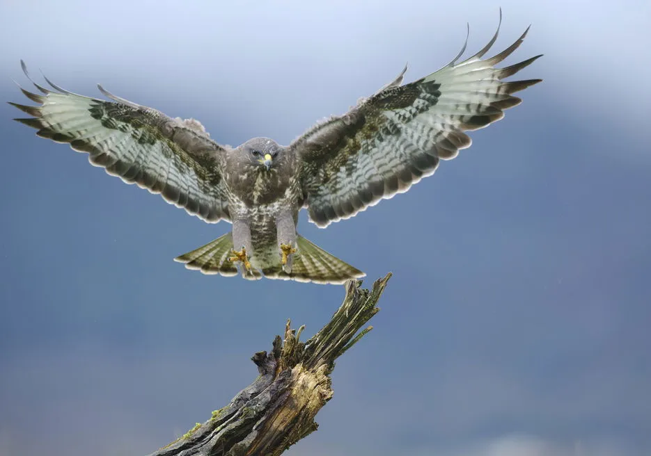 fotografia dzikiej przyrody teleobiektywem