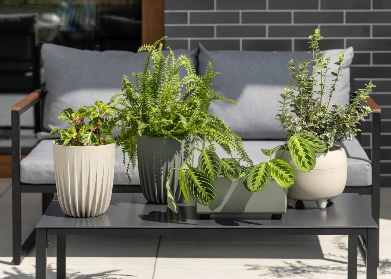 kompozycje roślin w donicach diy