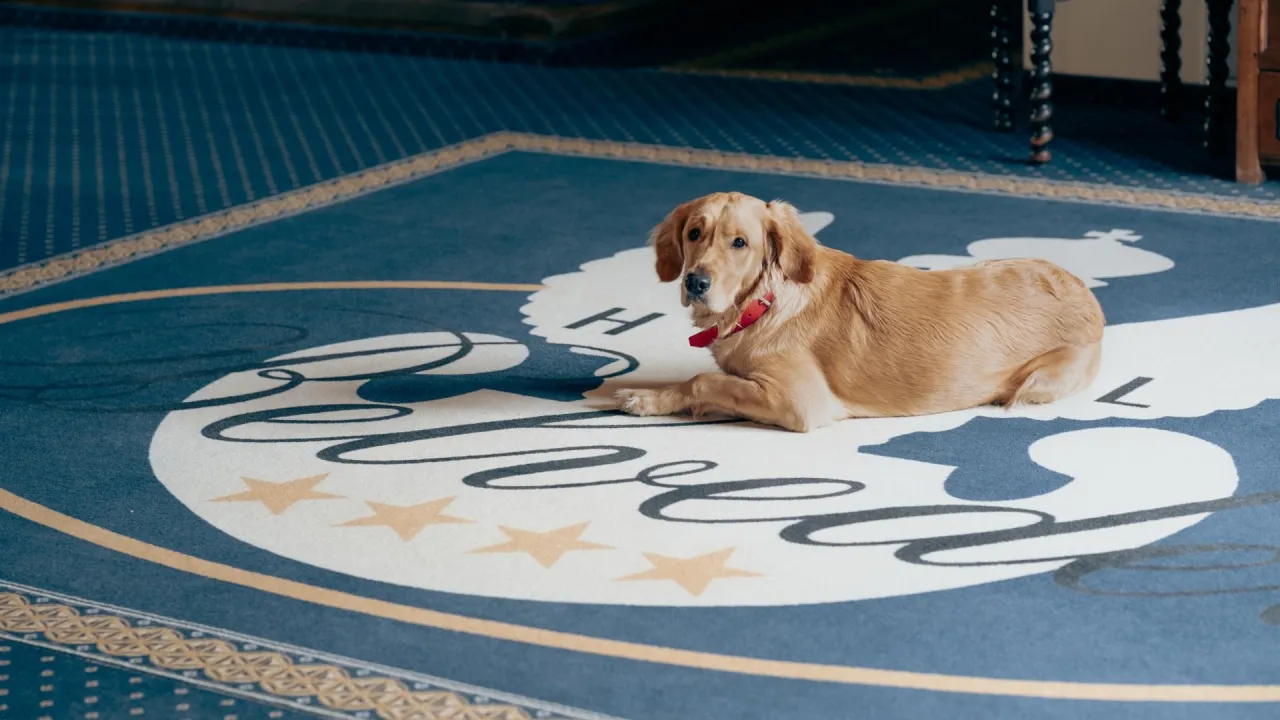pies w hotelu, pies na wakacjach, hotel przyjazny zwierzętom