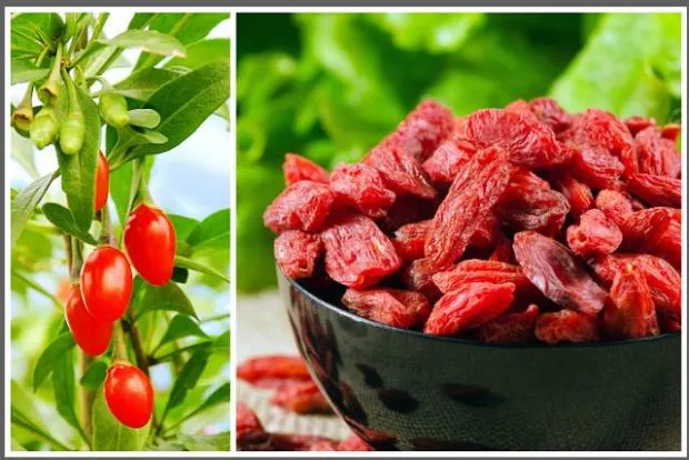 Świeże i suszone jagody goji
