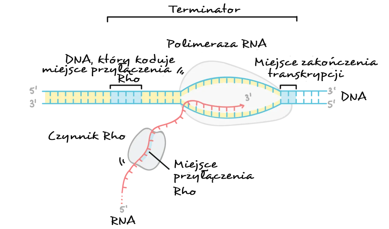 Schemat transkrypcji DNA na RNA