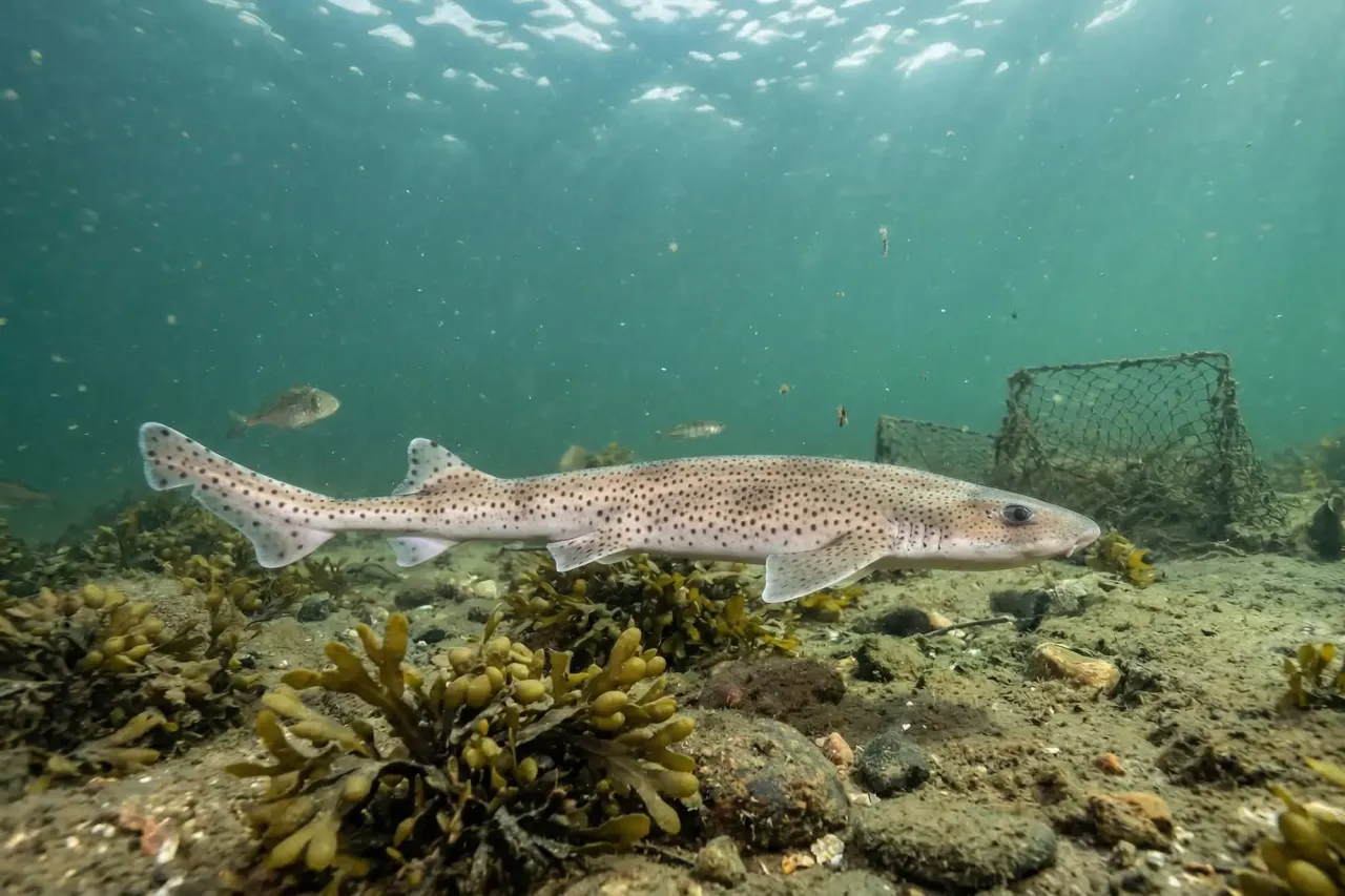 Mały, cętkowany rekin pływa po dnie Bałtyku, udowadniając, że czy w morzu bałtyckim są rekiny, jest pytaniem z odpowiedzią TAK.