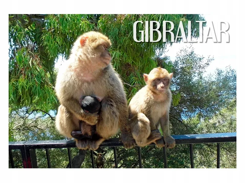 pamiątki magoty gibraltarskie