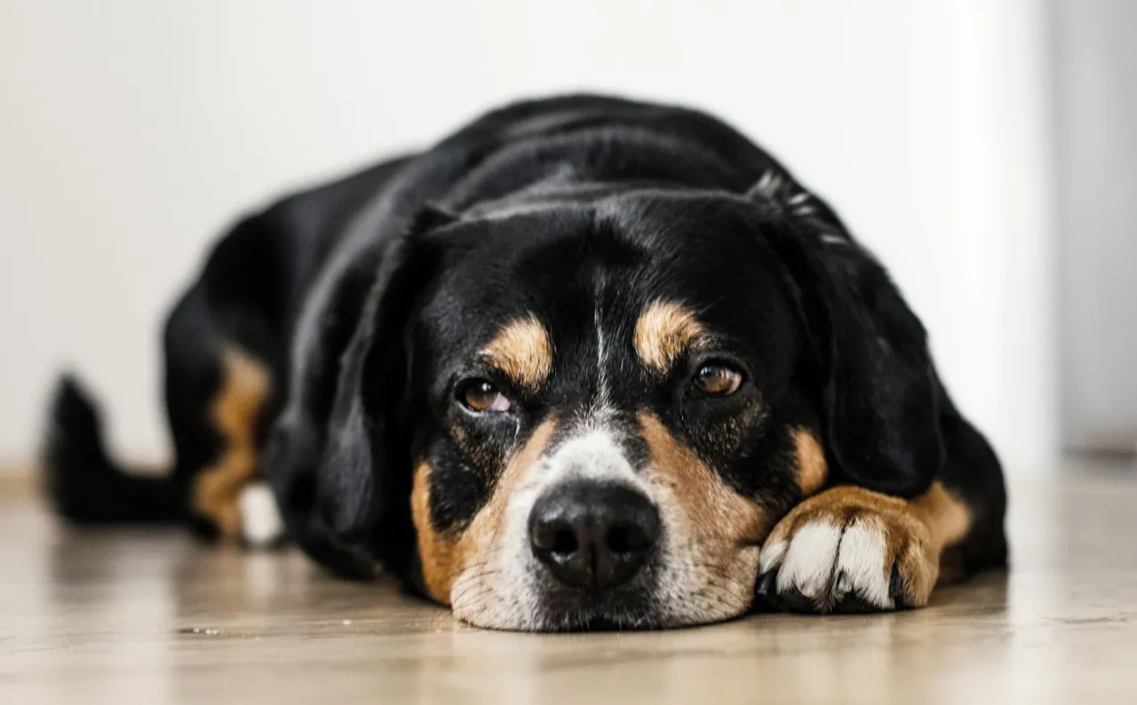 Weterynarz pobiera próbkę kału od psa