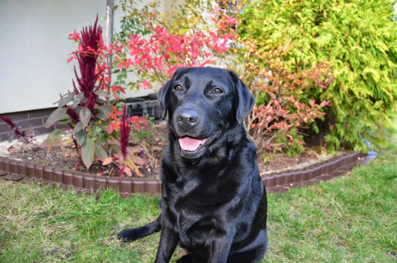 pies z lśniącą sierścią i kot z lśniącą sierścią