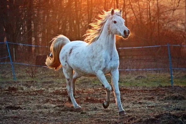język ciała konia komunikacja