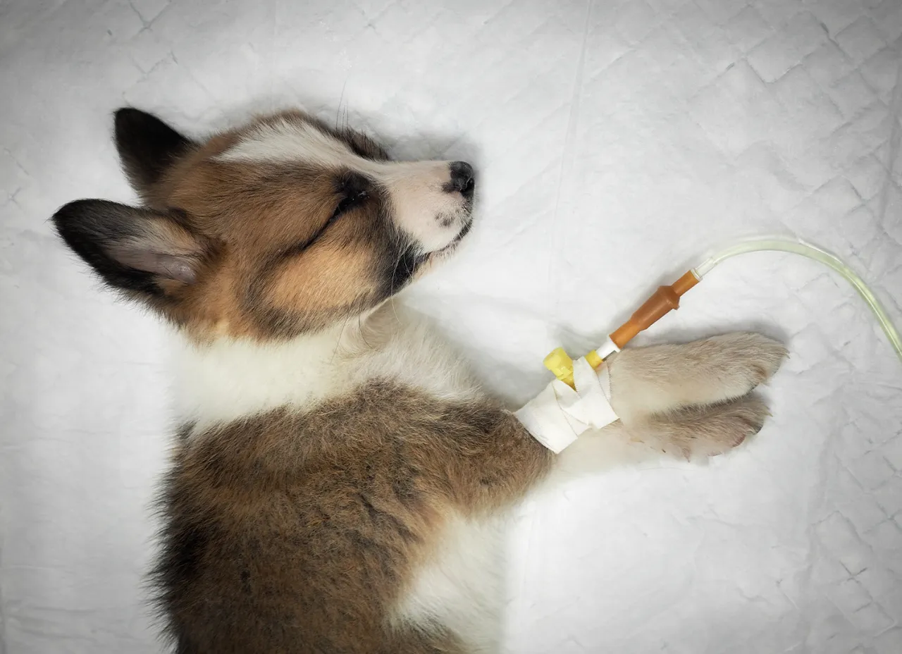 Porównanie objawów parwowirozy i zatrucia u psa