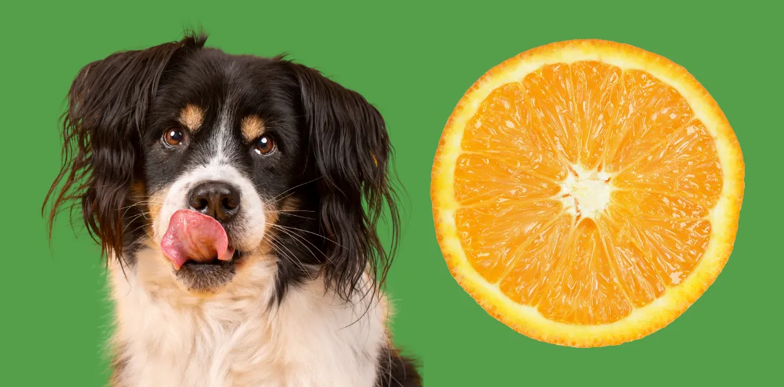 przygotowywanie pomarańczy dla psa usuwanie pestek