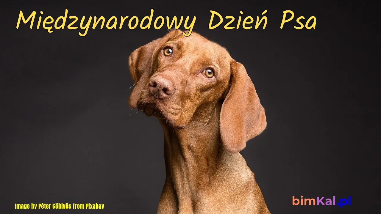 Zdjęcie Kiedy jest światowy dzień psa i dlaczego warto go obchodzić