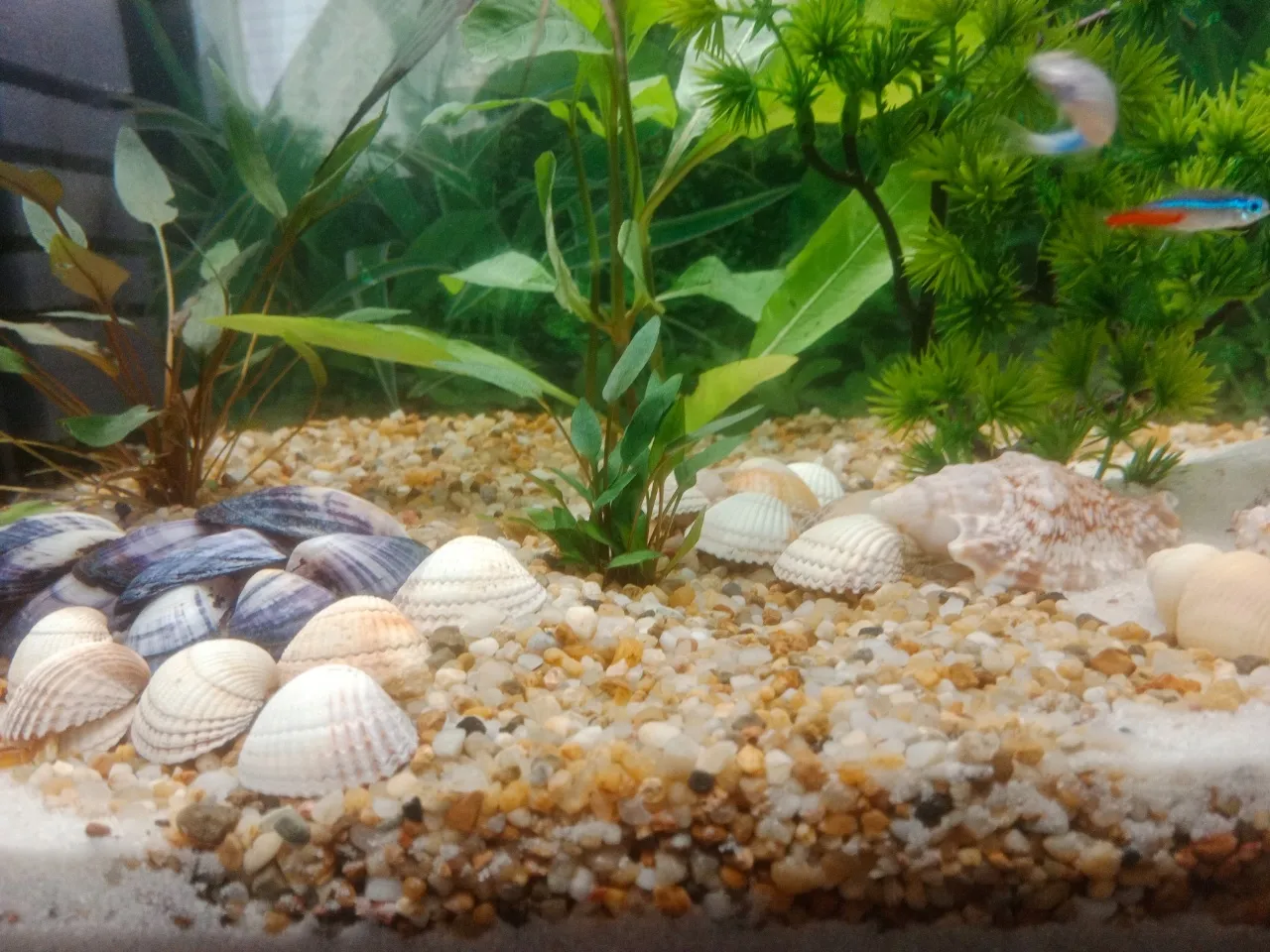 r&oacute;żne rodzaje żwirku akwariowego