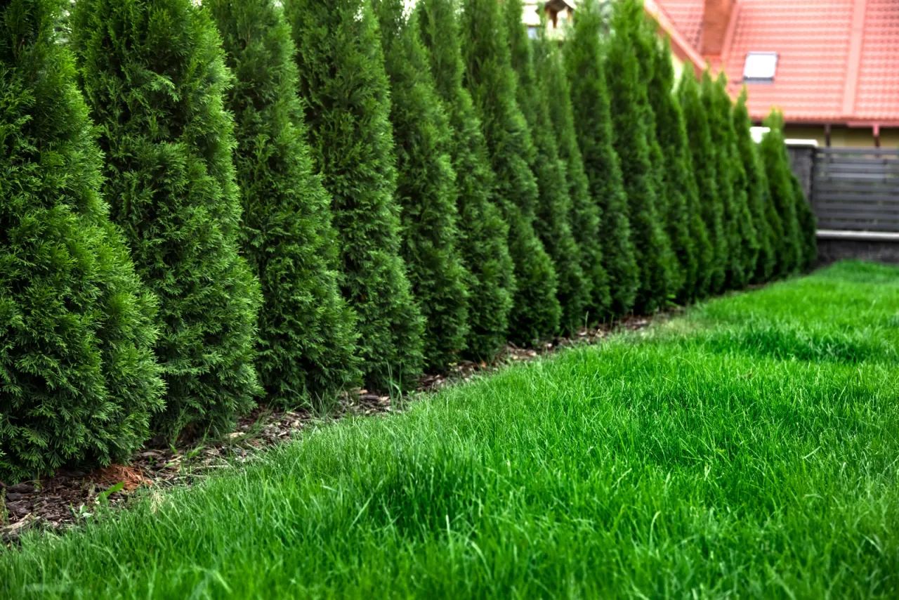 Rząd zielonych, stożkowatych tuj tworzy naturalną barierę. Pod nimi widać korę, która chroni glebę.