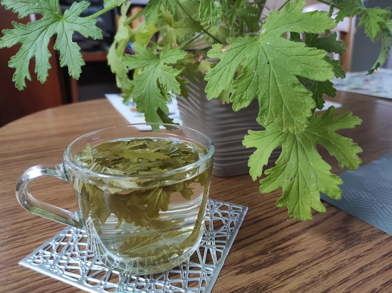 Pelargonia pachnąca vs bodziszek