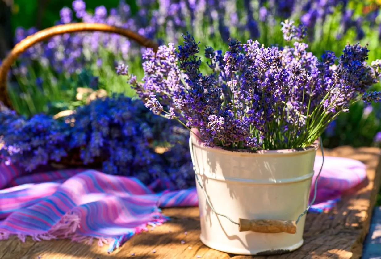 Lawenda w doniczce z widoczną warstwą drenażową