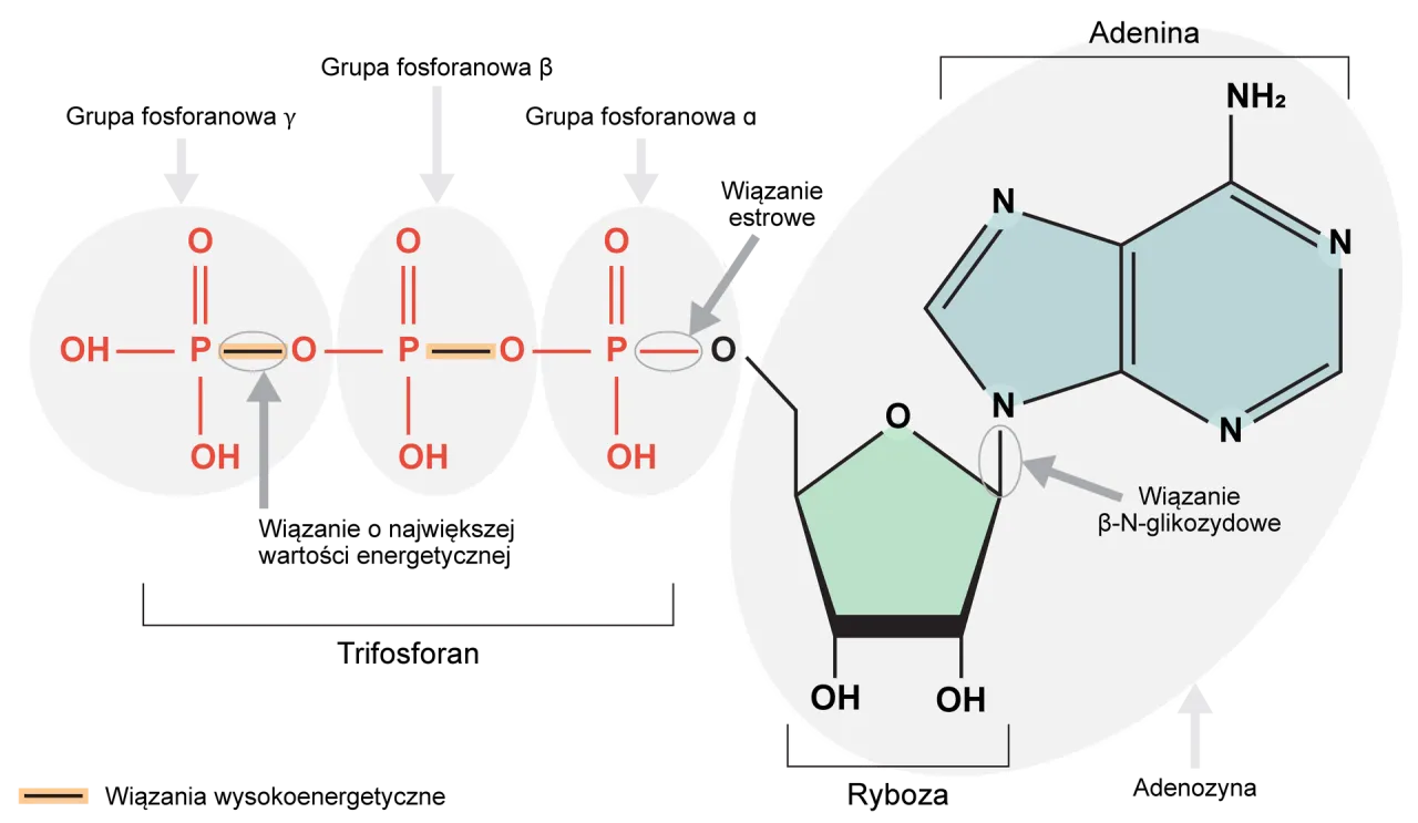 Budowa cząsteczki ATP schemat