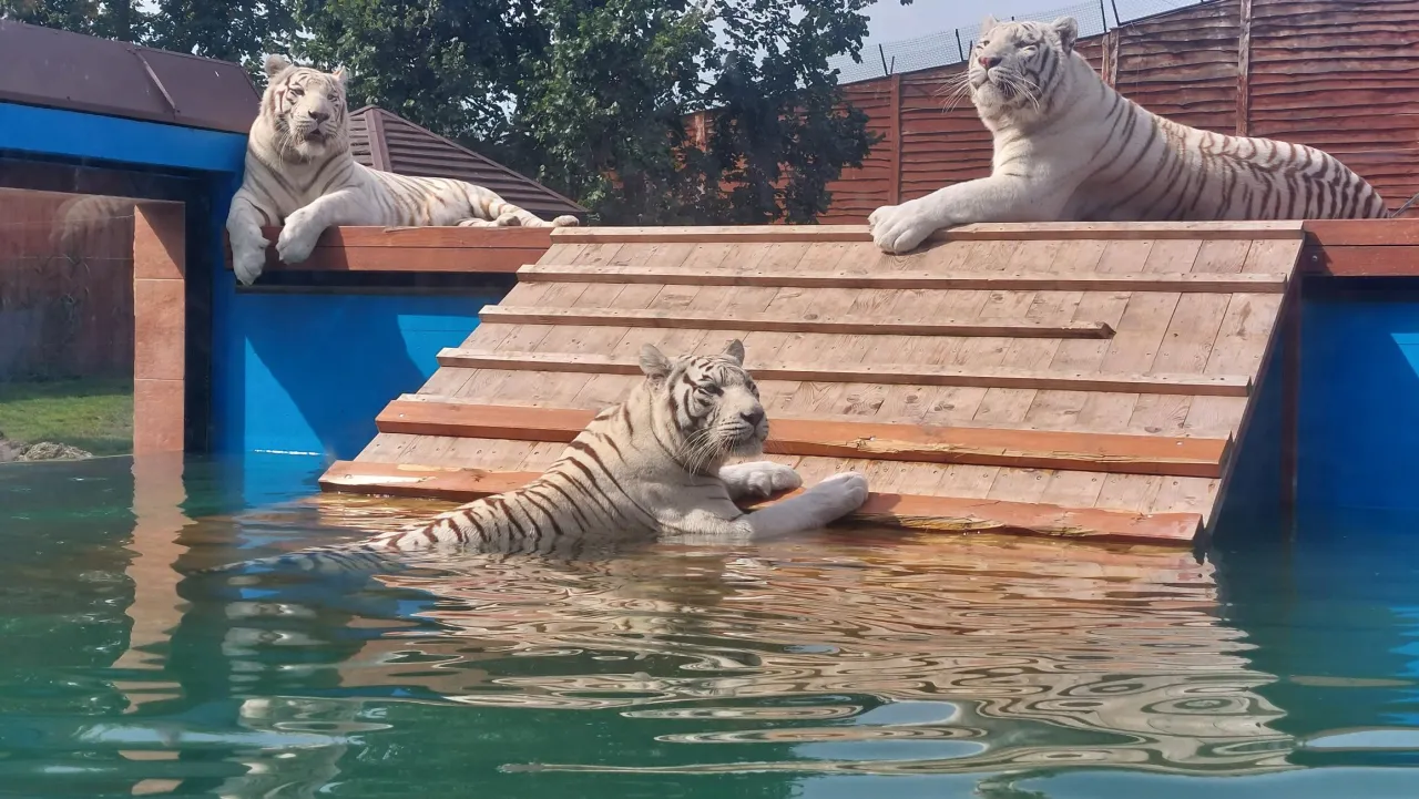 ZOO Safari Borysew białe tygrysy