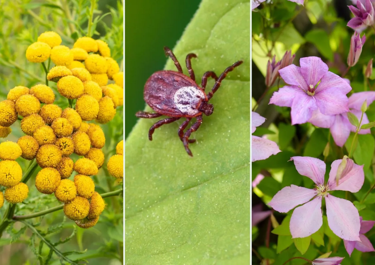 rośliny odstraszające kleszcze w ogrodzie