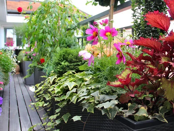 taras w cieniu z roślinami, niecierpki w donicach, fuksje na tarasie