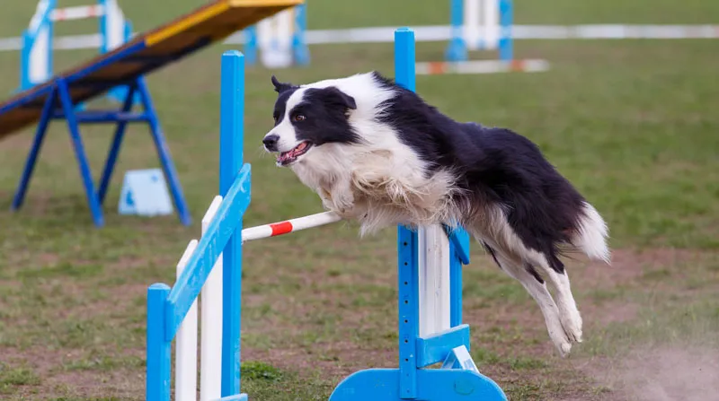 pies uprawiający agility