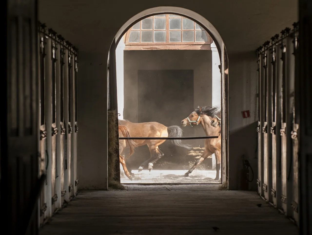 Stadnina Koni Janów Podlaski widok ogólny