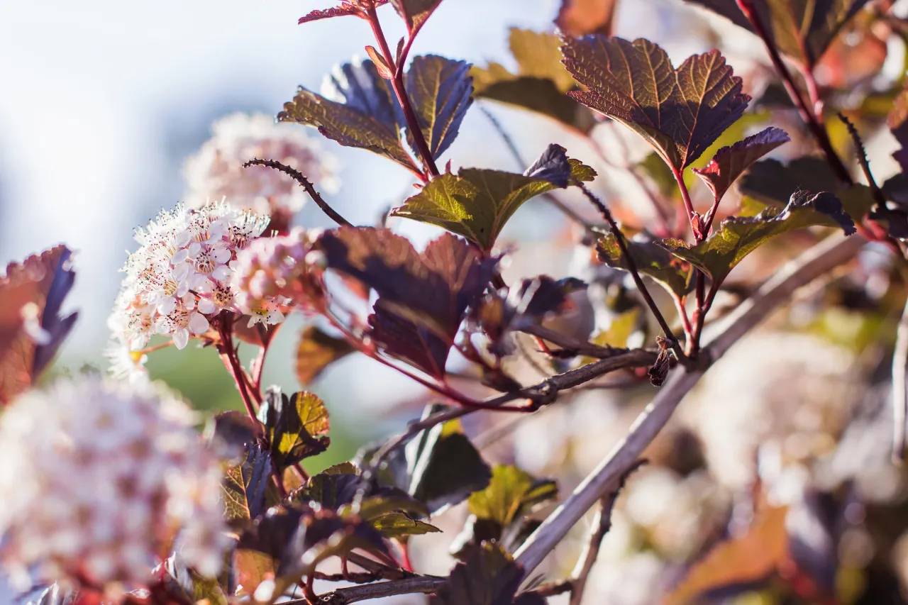 Kalendarz przycinania pęcherznicy