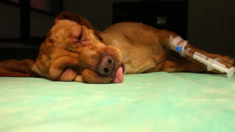 pies z b&oacute;lem brzucha po jedzeniu