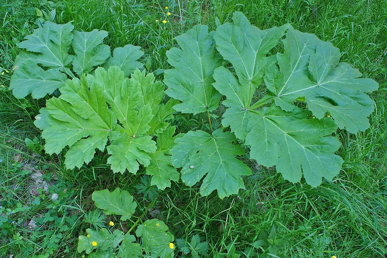 podagrycznik pospolity cechy charakterystyczne liście kłącza