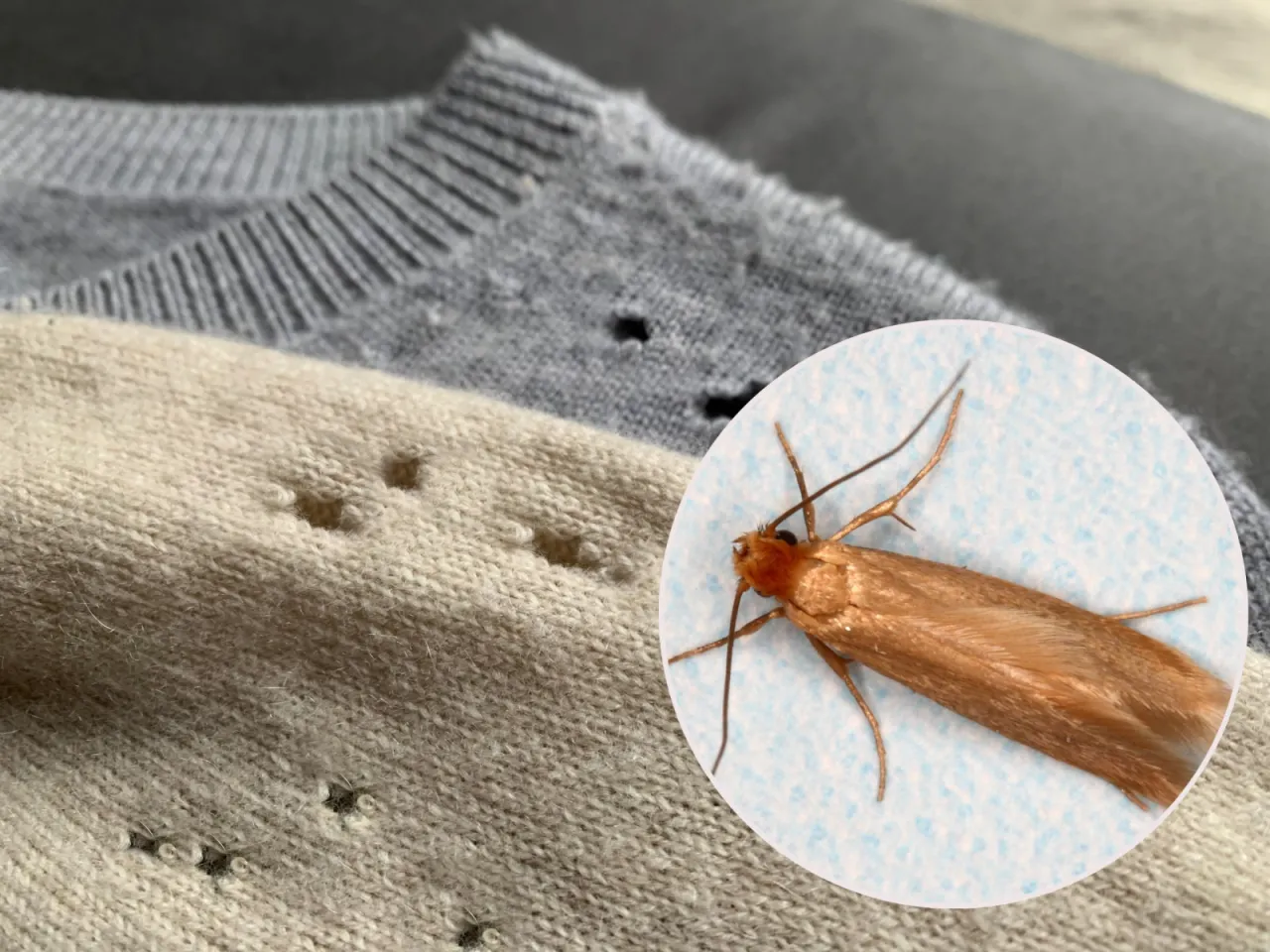 zniszczone ubrania przez wilgoć i mole