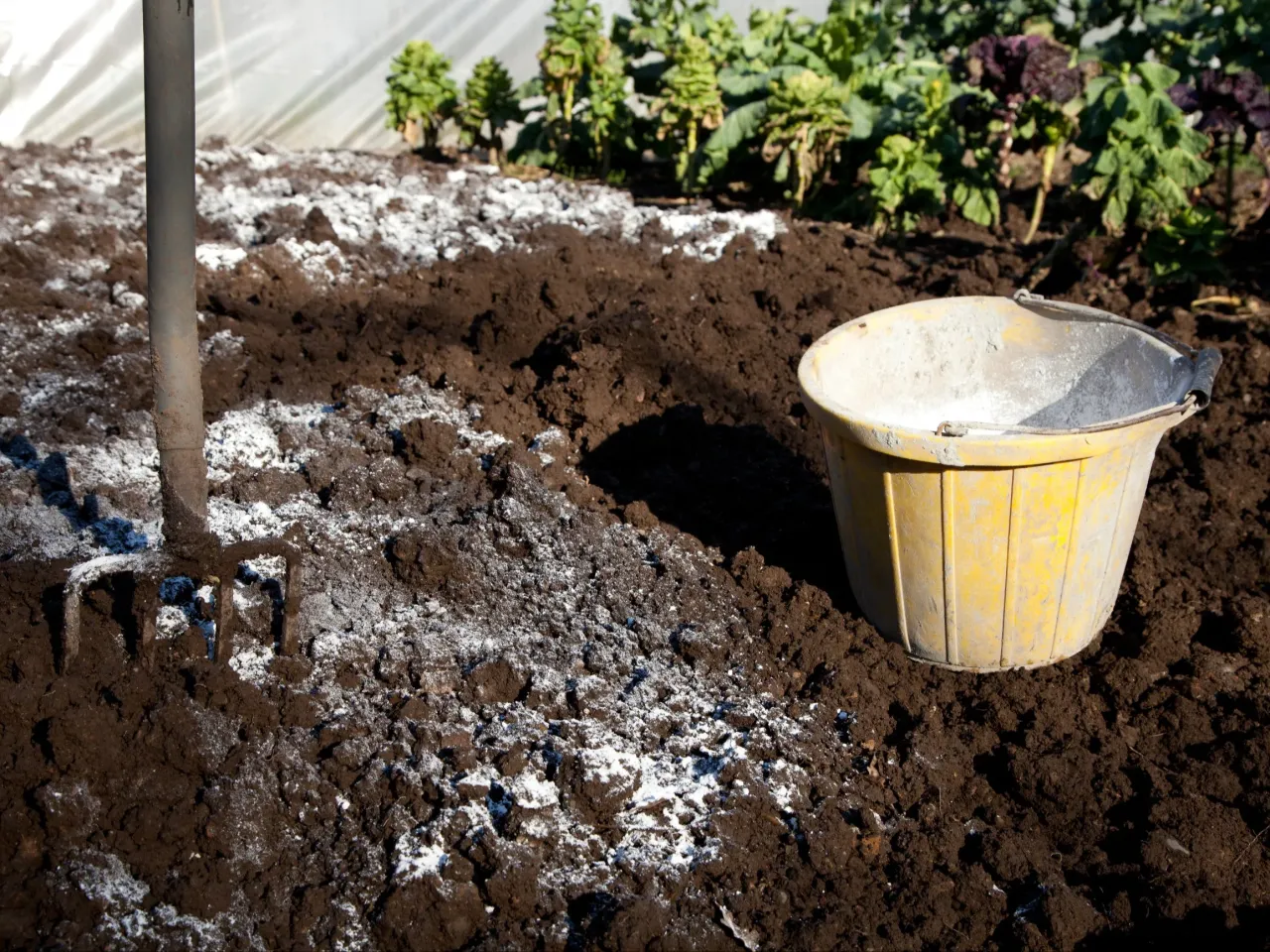 Widok na grządkę z widłami i żółtym wiadrem, przygotowaną do zabiegów, jak użyźnić glebę. W tle rośliny.