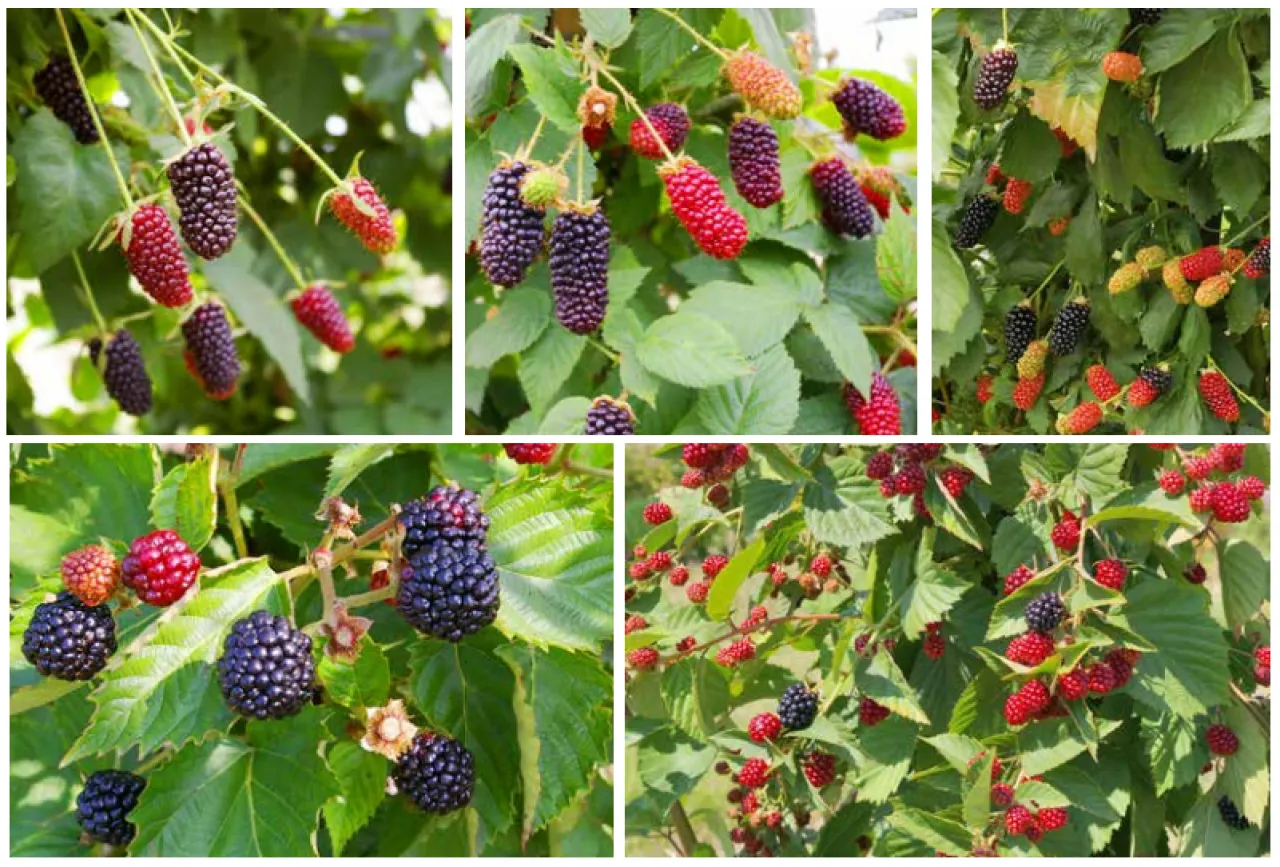 różne odmiany jeżyn owoce