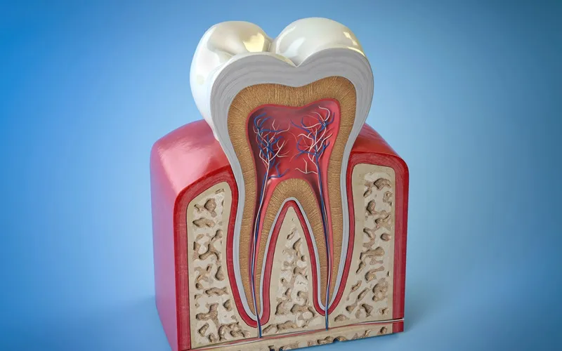 anatomia zęba stan zapalny miazgi