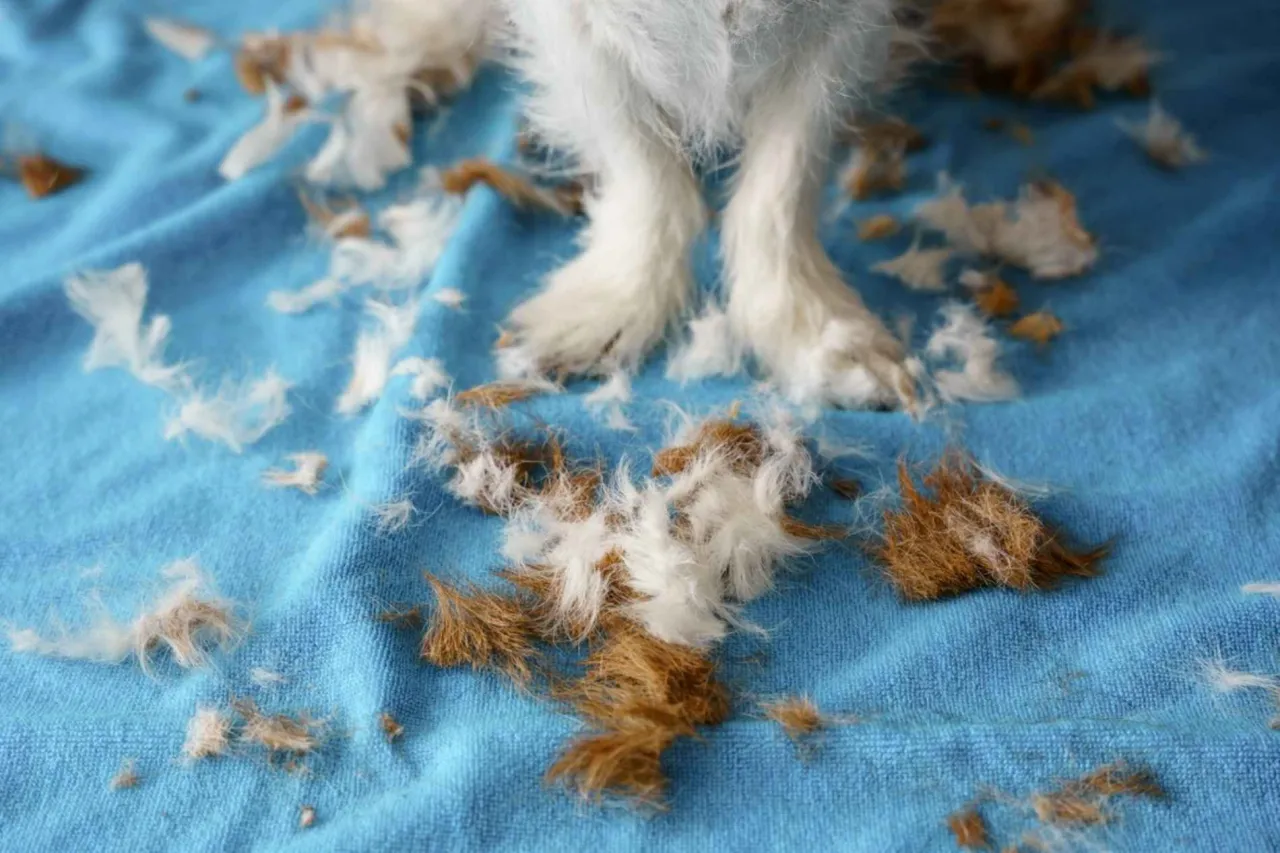 zdrowa sierść psa a wypadająca sierść