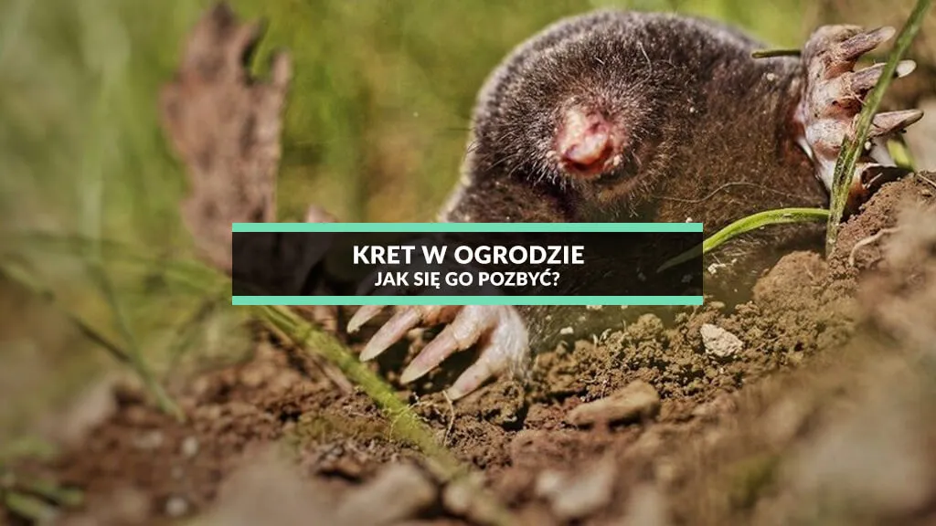 Zdjęcie Jak kret przetrwa zimę? Sekrety jego przetrwania i zimowych przygotowań