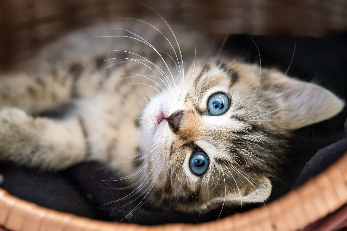 Zdjęcie Was kostet eine Katze aus dem Tierheim? Die versteckten Kosten verstehen