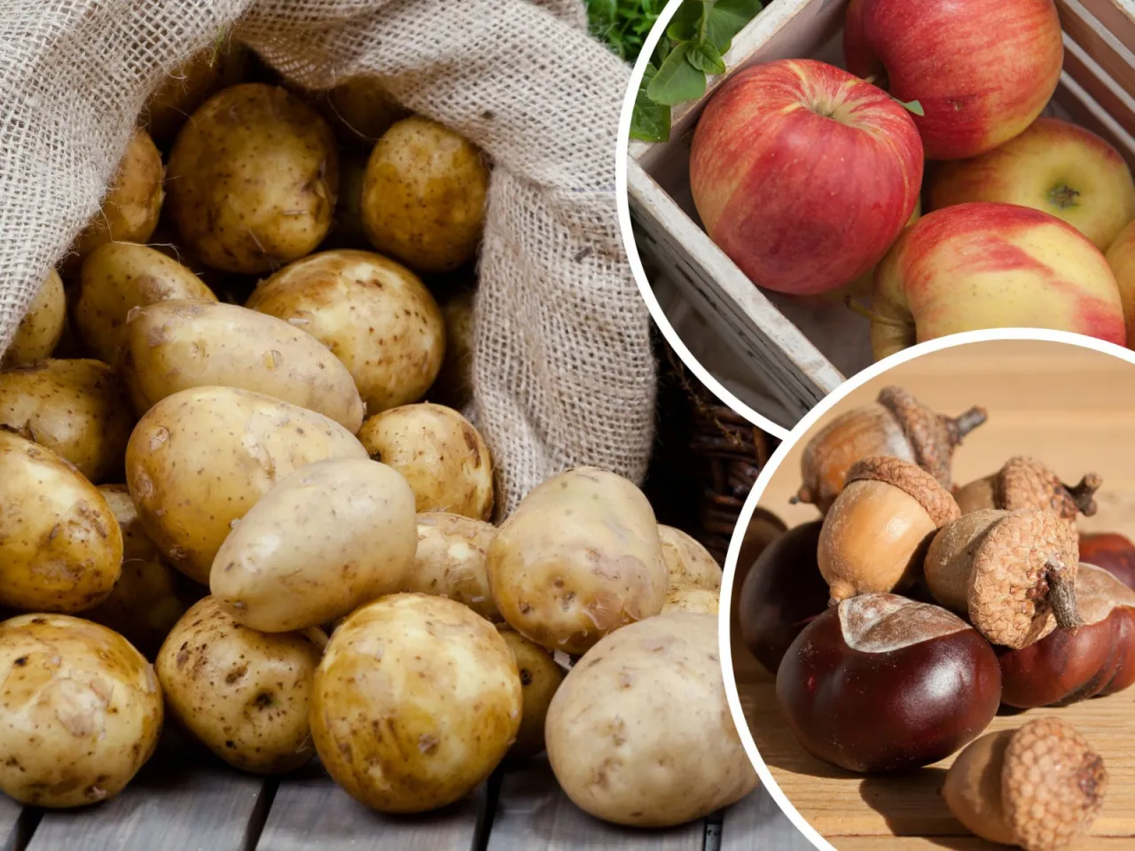Spos&oacute;b na kiełkujące ziemniaki: świeże ziemniaki w worku, jabłka w skrzynce i żołędzie z kasztanami.