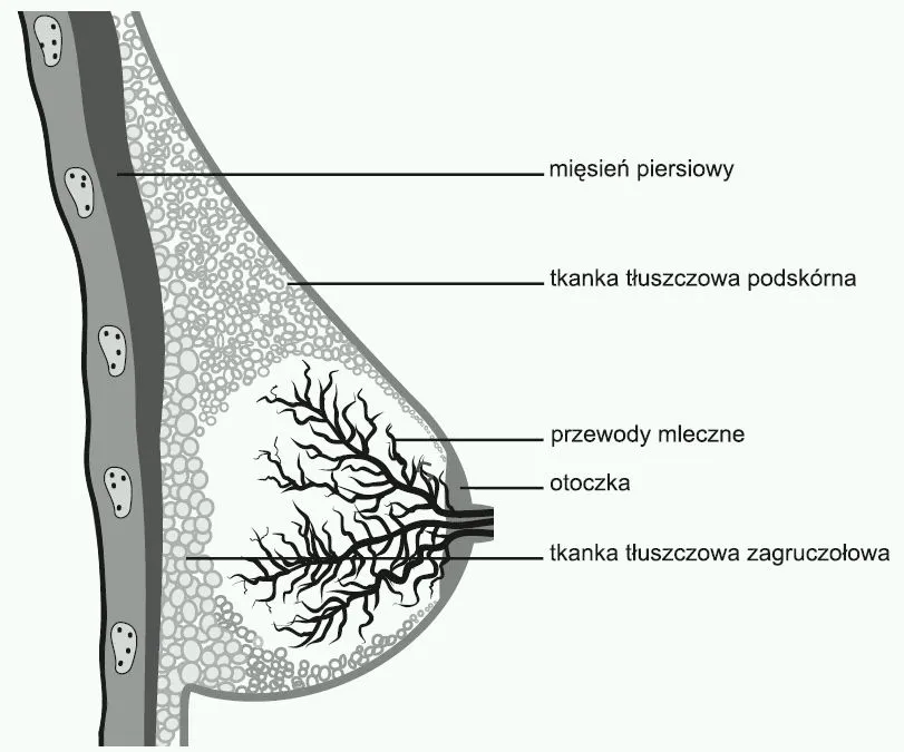 anatomia piersi kobiety