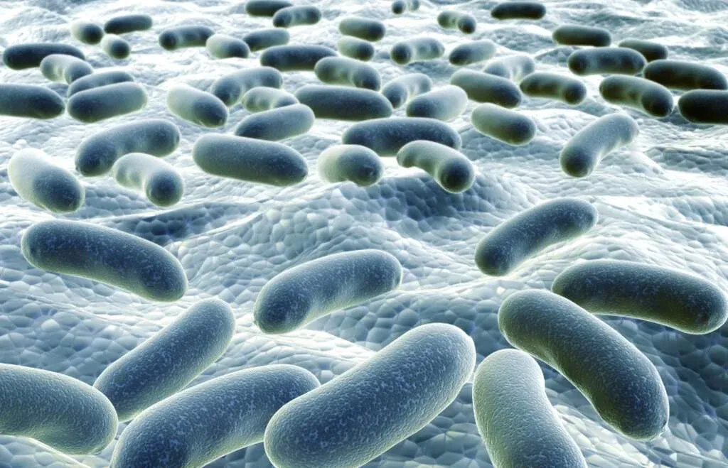 płytka nazębna mikroskop