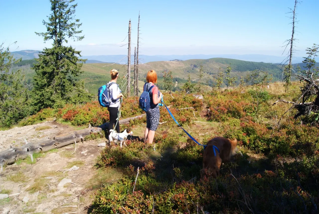 Spacer po rezerwacie przyrody Barania G&oacute;ra z dwoma psami. Widok na g&oacute;rzysty krajobraz.