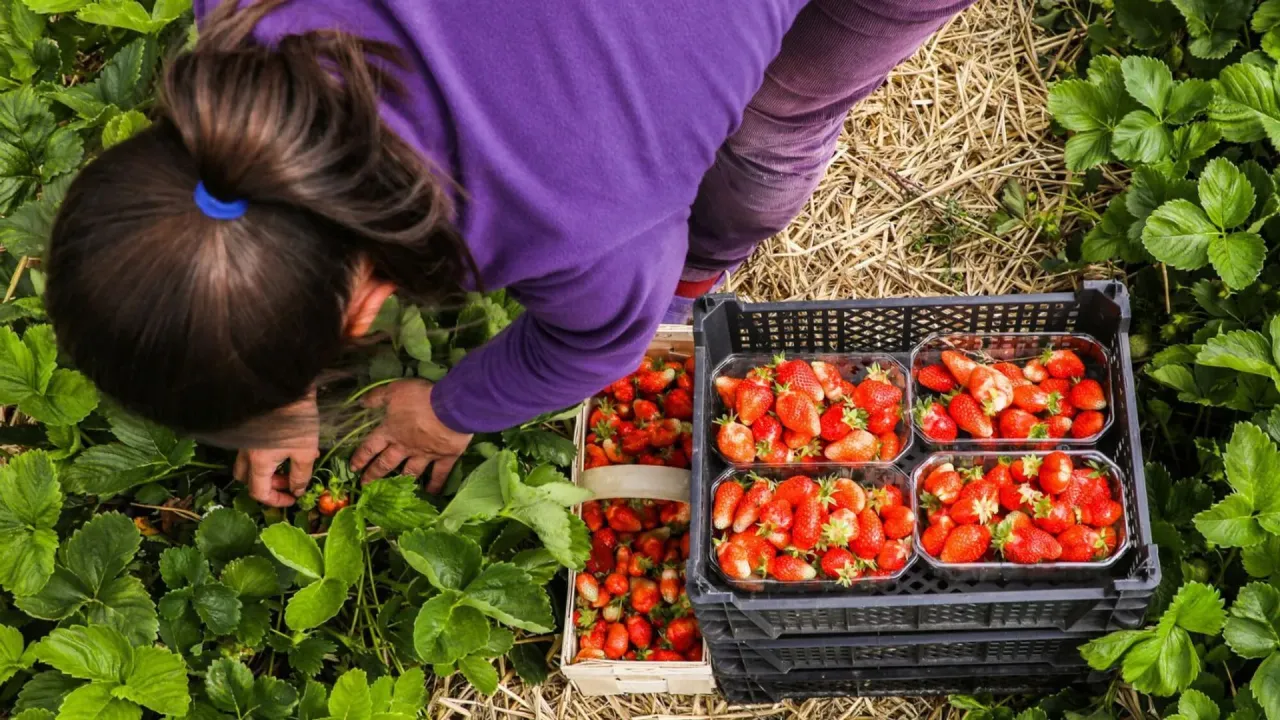 Zbieranie truskawek w pełni sezonu. Ręce sięgają po soczyste owoce, a obok piętrzą się pełne kosze.