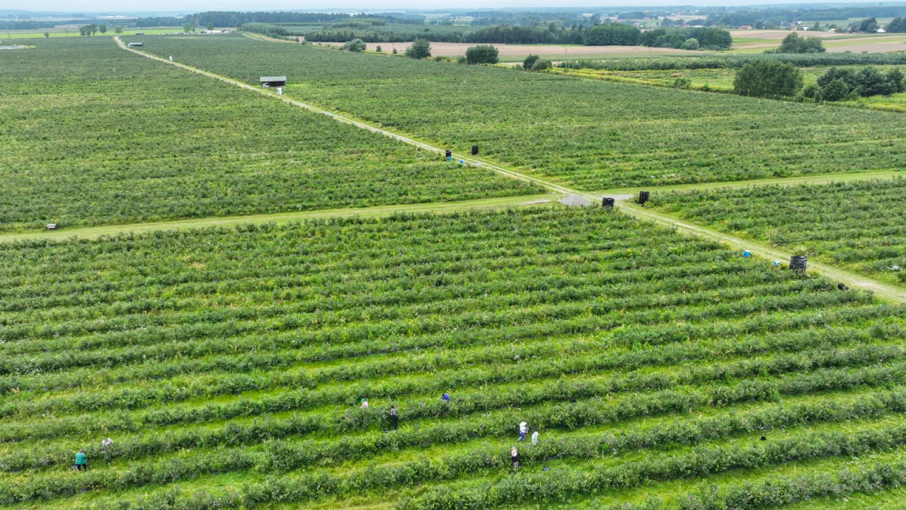 Polska plantacja borówek w lecie