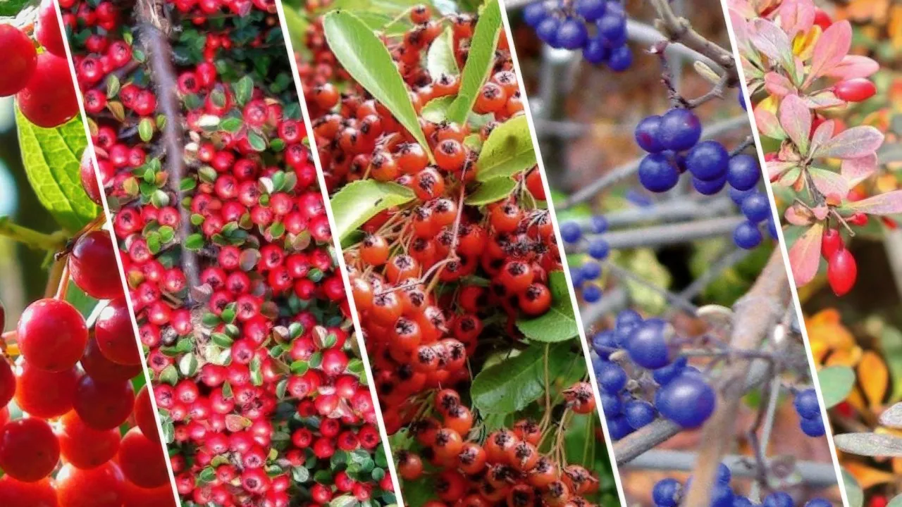 krzewy owocowe dla ptak&oacute;w